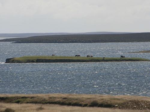 Cow Island Falklands