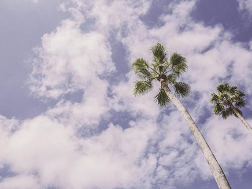 Sunny sky and palm trees.