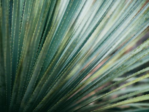 Horizontal close of a fanned plant.