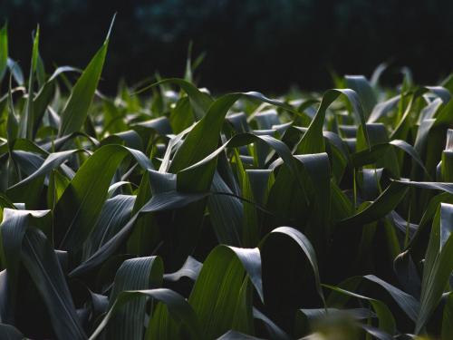 Horizontal photo of a cornfield that is still green.