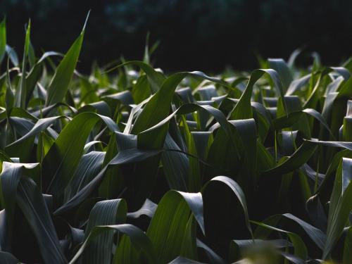 Horizontal photo of a cornfield that is still green. 