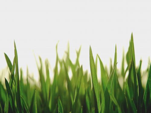 Horizontal photo of grass blades with sunlight blurred in the background. 