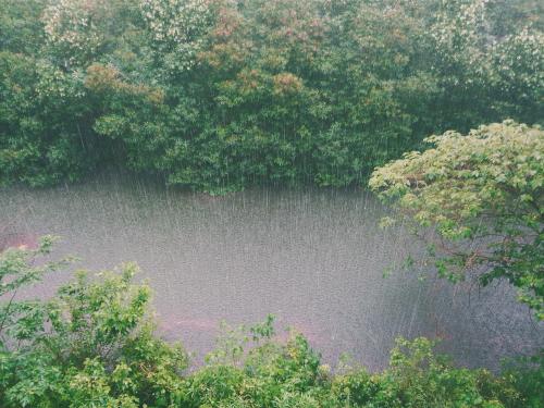 Horizontal photo of rain hitting a forest.