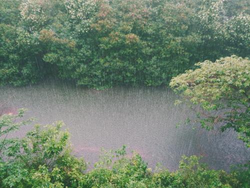 Horizontal photo of rain hitting a forest. 