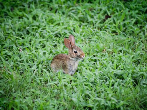 Rabbit in foliage.