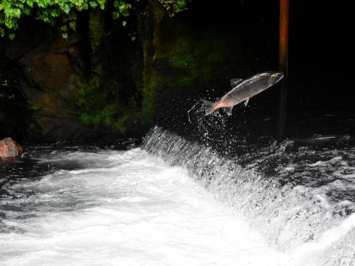 Salmon jumping in river