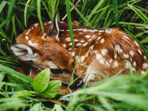 photo of fawn