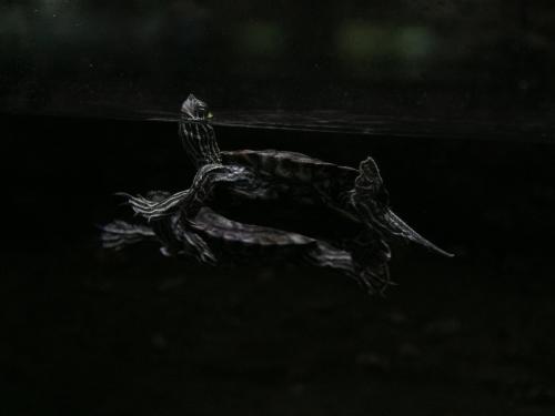 Horizontal photo of a turtle with a dark vignette. 