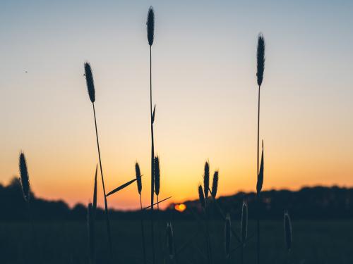 Sunset with wheat grass.