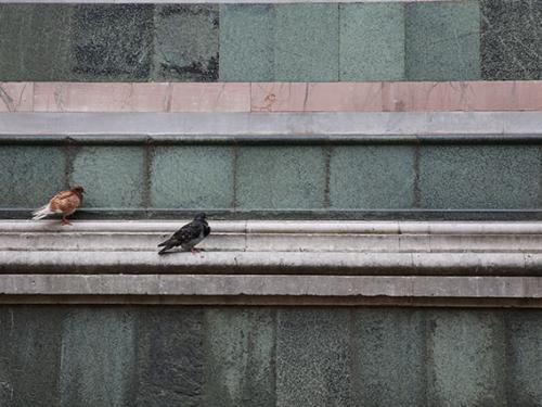 Birds on building