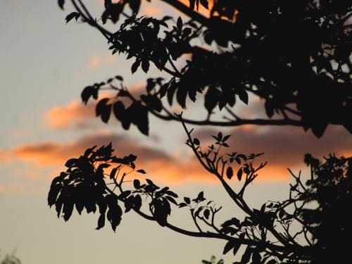 Horizontal photo of dark branches with orange clouds in the background. 