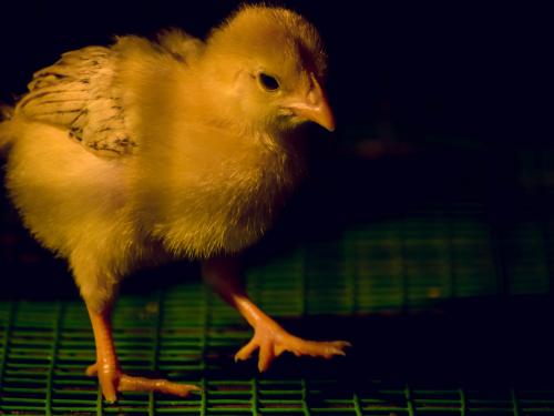 Baby chicken against a dark background standing on a green cage floor