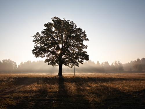 Horizontal photo of a tree silhouette. 