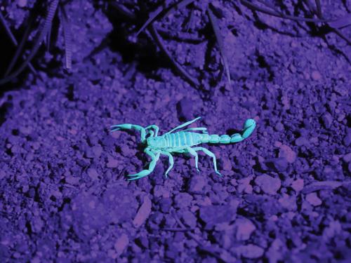 Blue scorpion on purple rocks