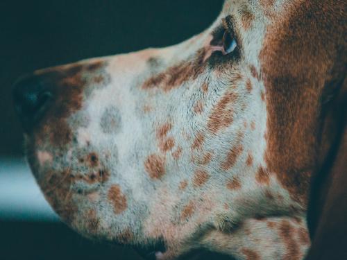 Horizontal close up of a dog looking to the left.  