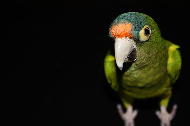 Parrot